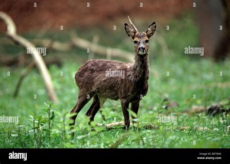 Roe Deer Buck Capreolus Capreolus With Antler Missing Stock Photo Alamy