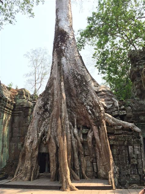 Ta Prohm Tomb Raider Temple Angkor Wat Cambodia Stock Photo Image