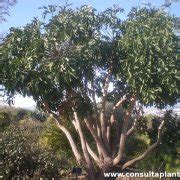 Cussonia Spicata O Rbol Col Cuidados