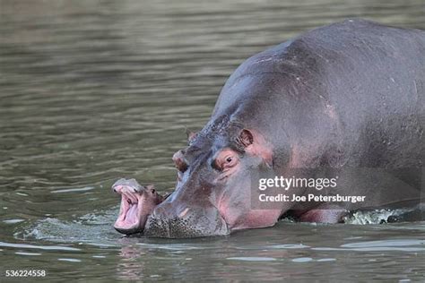 744 Hippopotamus Baby Stock Photos, High-Res Pictures, and Images - Getty Images