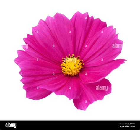 Pink Cosmos Flower Isolated Stock Photo - Alamy