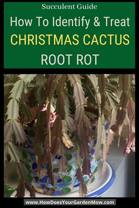 How To Treat Christmas Cactus Root Rot Christmas Cactus Christmas