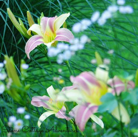 Stone Cottage Adventures: Daylily Varieties in My Garden