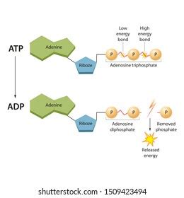 Atp Diagram