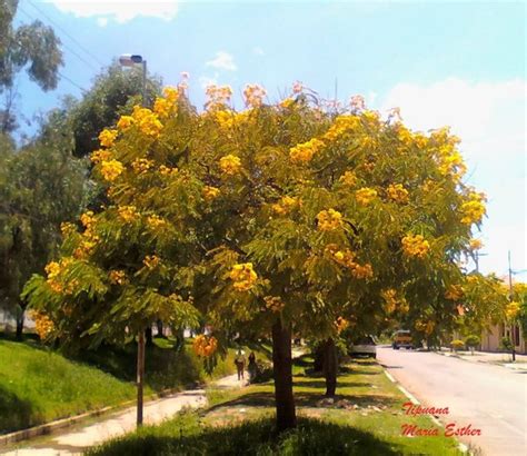 Algarrobo Un árbol Con Muchos Usos Plantas