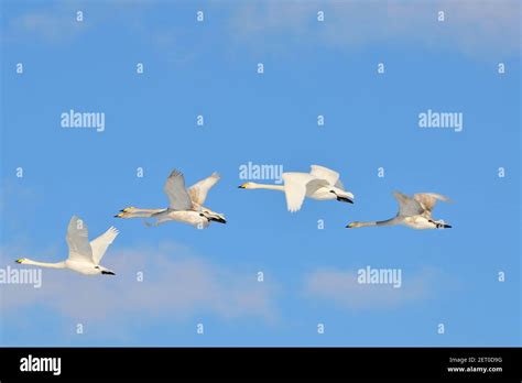 Singschw Ne Fliegend Whooper Swan Flying Cygnus Cygnus