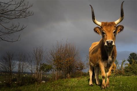 RAZAS DEL MUNDO on Twitter La cachena es una raza bovina típica