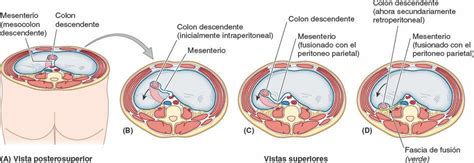 03 Peritoneo Y Cavidad Peritoneal Enfermería