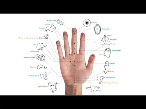 HAND ACUPUNCTURE 3 Koryo Hand Acupuncture Therapy YouTube