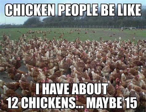 Chicken People Be Like I Have About 12 Chickens Maybe 15 Chicken