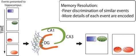 Memory Resolution Hypothesis Of Adult Neurogenesis Whereas Pattern