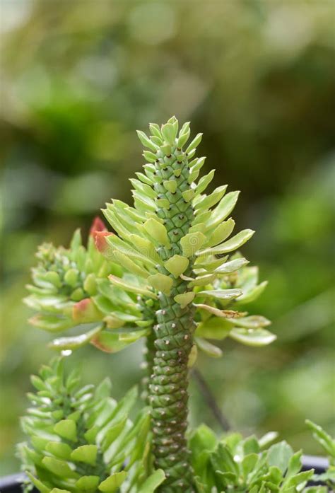 Succulent Plant Seaweed Stock Photo Image Of Beauty 95192490