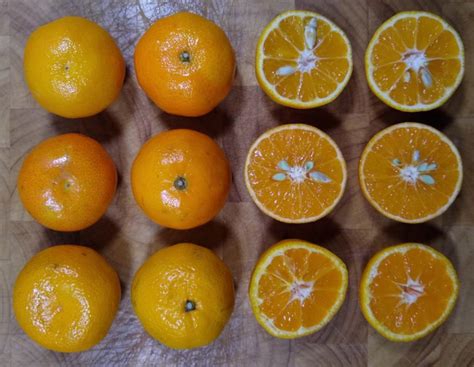 #AdventBotany 2019, Day 1: Clementine, Satsuma, Tangerine; what’s the ...