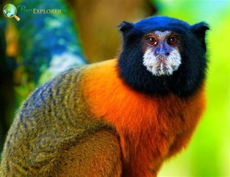 White Mantled Tamarin