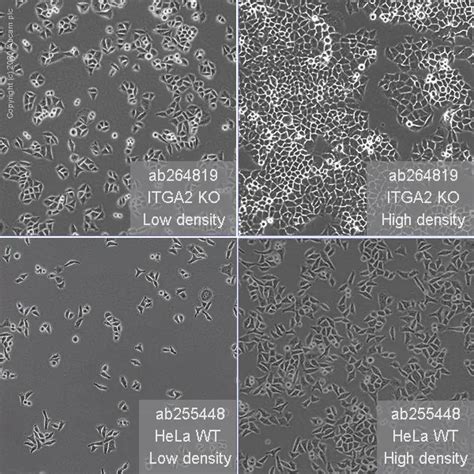 Hela Cell Culture Protocol