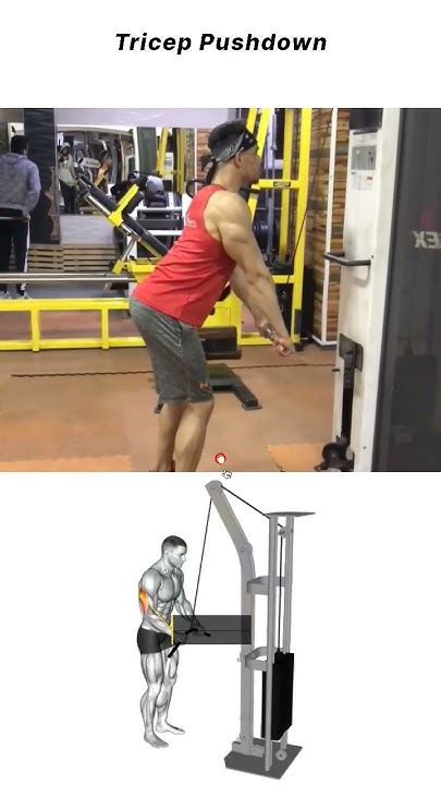 Tricep Pushdown Muscles Worked And Correct Technique Youtube