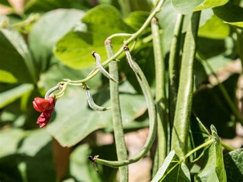 Green Bean Leaves Turning Yellow Causes Effects And Solutions