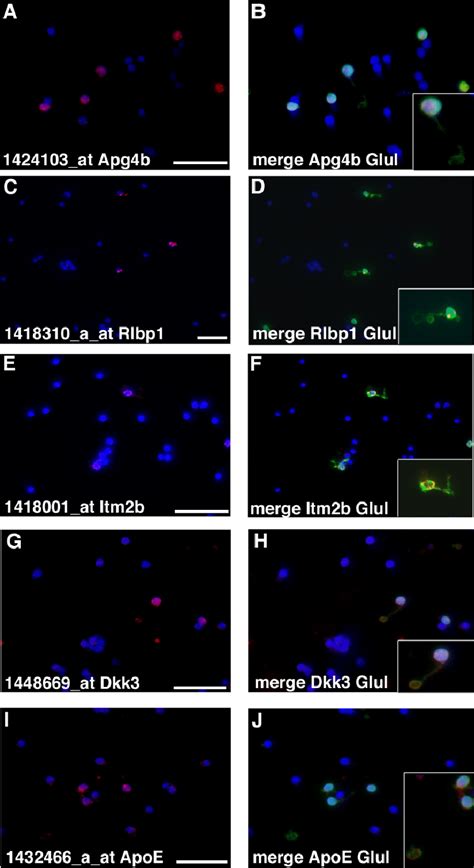 Dissociated Cell Ish Confirms Expression In Mü Ller Glia A J Retinae Download Scientific