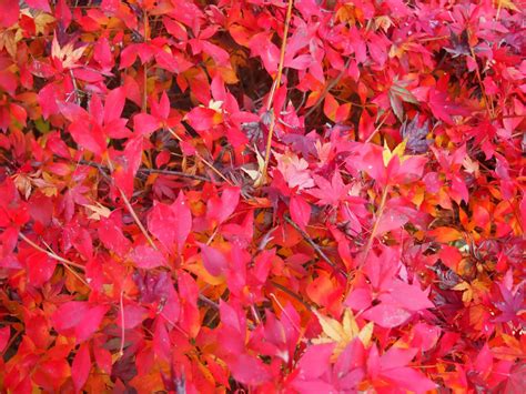 The Best Japanese Maple for Bonsai (and more)