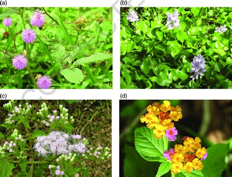 3 Some Common Invasive Alien Plant Species In Bangladesh Clockwise