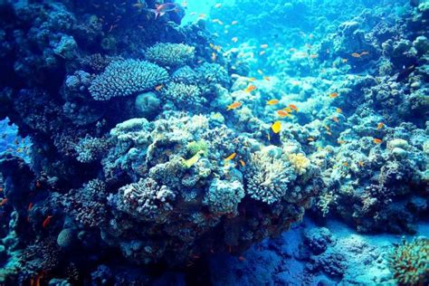 Ccmi Reefs Face Bigger Threats Than Allens Yacht Cayman Compass