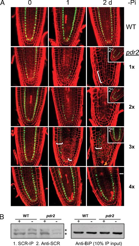 Er Resident Proteins Pdr And Lpr Mediate The Developmental Response