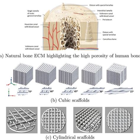 Comparison Of Natural Bone Ecm And Multi Layered Scaffold Designs From