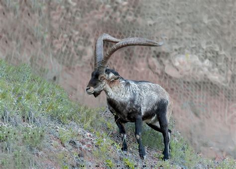 Fotografía La montes de Luis Puebla en FotoNat org