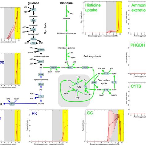 Metabolic Flux Distribution In Phase 2 Rate Of Selected Reactions That