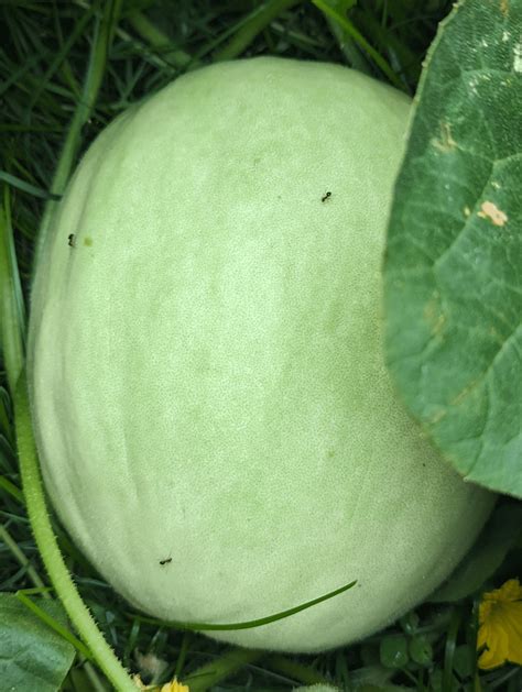 Is this honeydew ripe?? : r/gardening