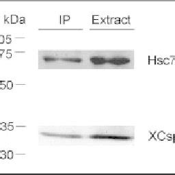 Hsp Hsc 70 Co Immunoprecipitates With Csp Oocyte Extract Was Subjected