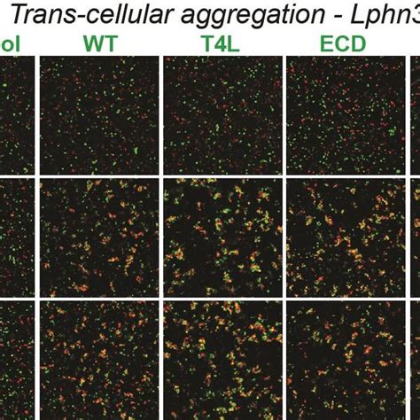 Figure S Representative Images Of Aggregation Assays For Wild Type