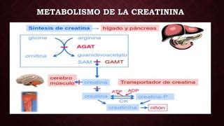 Creatinina Ppt