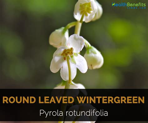 Round-leaved wintergreen Facts