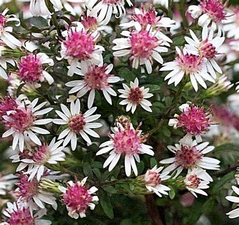 Aster Lateriflorus Prince Kwekerij Margriet