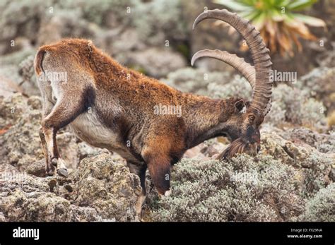 Walia Steinbock Capra Walie Stockfotos Und Bilder Kaufen Alamy