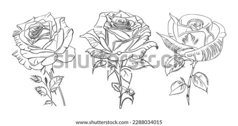 Three Roses Coloring Book Showcases Stunning Stock Vector Royalty Free