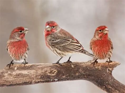 8 Species Of Finches In Texas Top Types To Spot 2025 Love The Birds