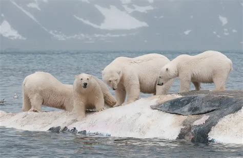 do polar bears eat leopard seals Polar bear seal oso focas bears selo ...