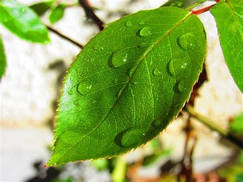 Free Photo Leaf Drip Rose Rosenblatt Free Image On Pixabay