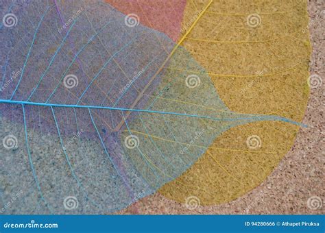 Three Color Pattern of Banyan Leaf Veins Stock Photo - Image of closeup ...