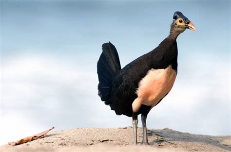 Terancam Punah Ini Karakteristik Burung Maleo