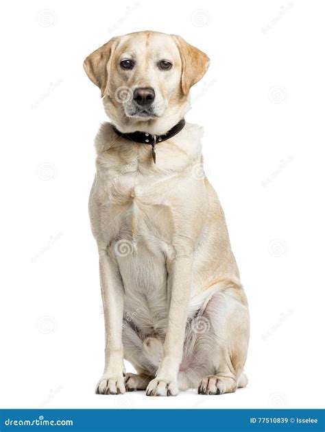 Are There White Lab Dogs
