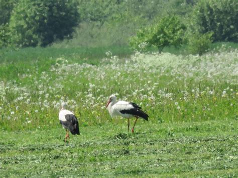 Storks Latvia Bald Eagle Places To Visit Latvia