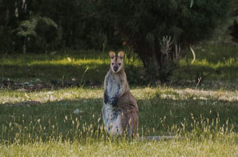 Best Destinations for Australian Wildlife Photography - Globeblogging