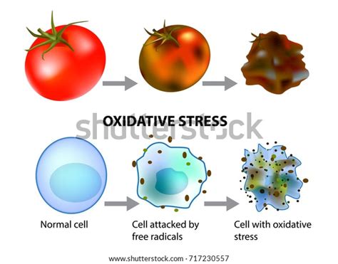 Oxidative Stress Cellular Aging Free Radicals Stock Vector (Royalty Free) 717230557