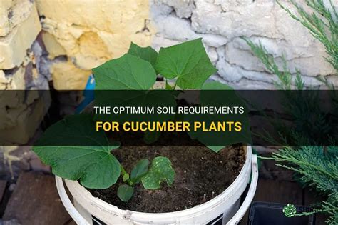 The Optimum Soil Requirements For Cucumber Plants Shuncy