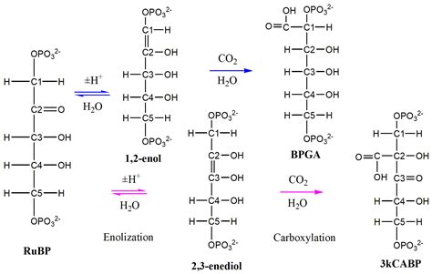 Ribulose