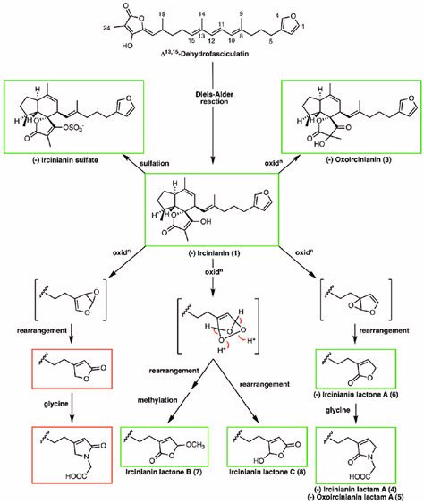 Proposed Biosynthetic Pathway Substructures In Green Boxes Are