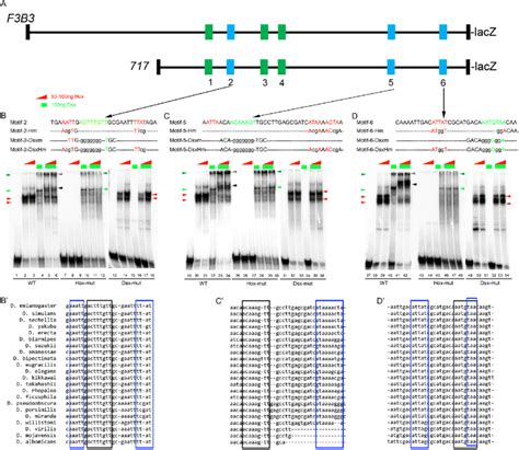 Dsx Cr And Abdb Cooperatively Bind On The Sex Specific Apoptotic Download Scientific Diagram